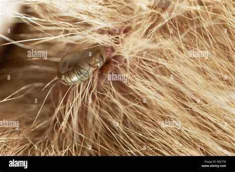 Tick On Skin Hi Res Stock Photography And Images Alamy