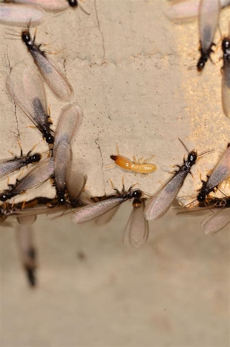Subterranean Termite Swarmers Understanding Identifying And