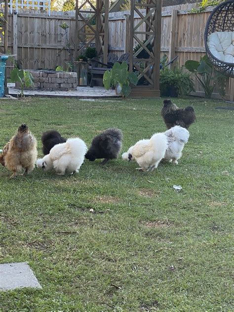 Show Quality Silkie Chicken Fertile Hatching Eggs All Colors