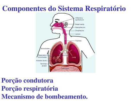 Zona Condutora E Zona Respiratória