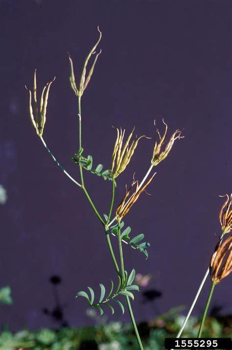 Securigera Varia Purple Crown Vetch Go Botany