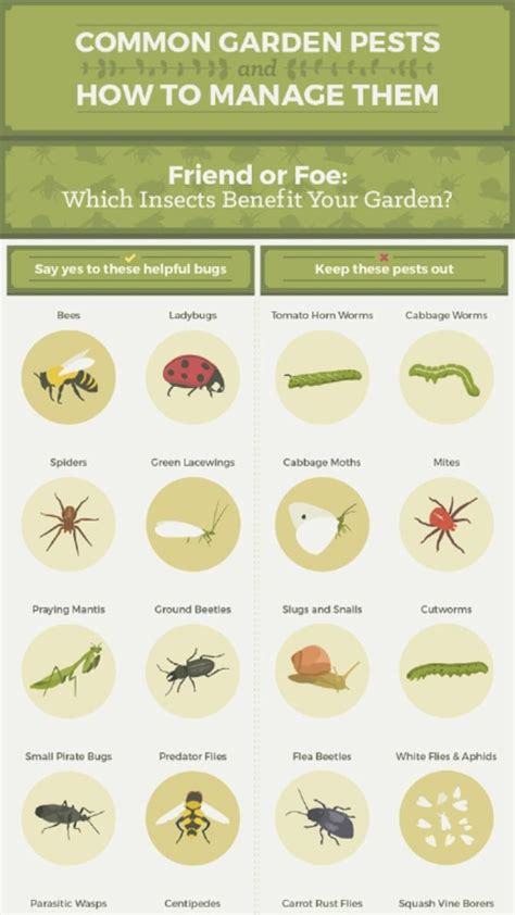 Common Garden Pests And How To Manage Them An Immersive Guide By