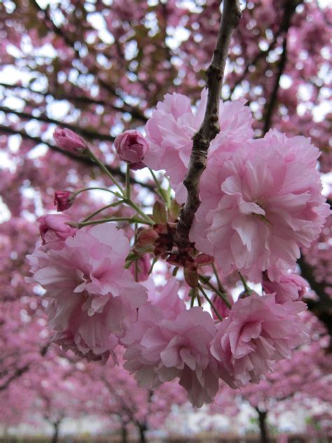 Beautiful Cherry Blossom Trees Outside My House ~ Blossom Trees