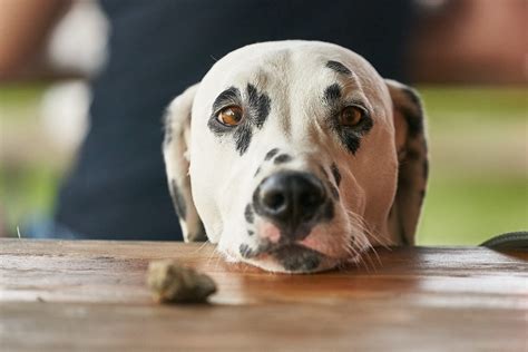 Why Ignoring Your Dogs Bad Behavior May Not Work Gulf Coast K9 Dog