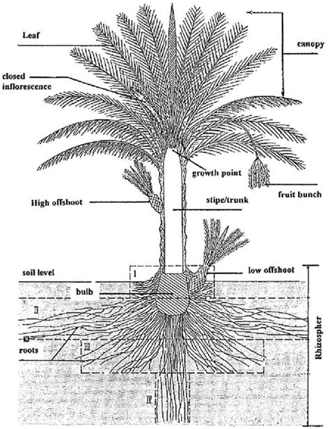 Palm Tree Root System Diagram Drivenheisenberg