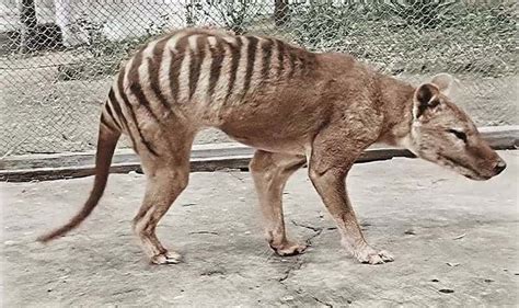 60 Interesting Facts About Tasmanian Tigers Animal Facts Blog