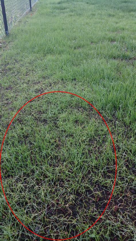 Tall Fescue Seedlings Wilting After 2 Weeks Lawnsite™ Is The