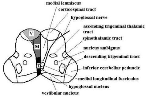 Schematic Diagram Showing Structures In The Rostral Medulla And The