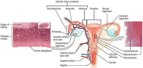 Uterus Anatomy Definition Function Location Biology Dictionary