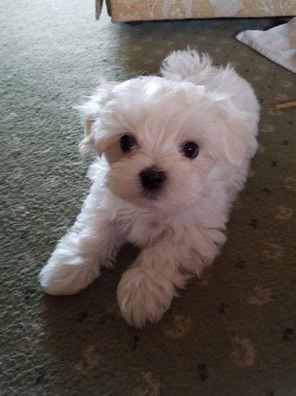 Two female and one male maltese still available. Maltese Puppies For Sale | Airport Center Road, Hanover ...