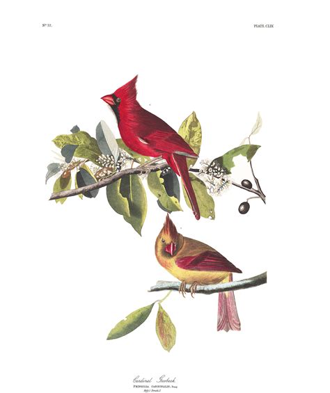 Cardinal Grosbeak John James Audubons Birds Of America