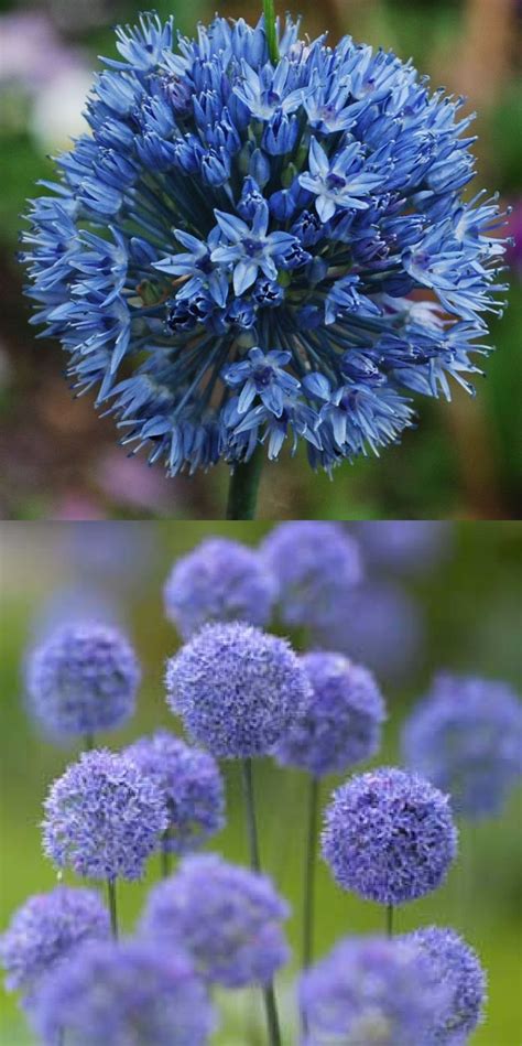 Allium Caeruleum Azureum Allium Bleu