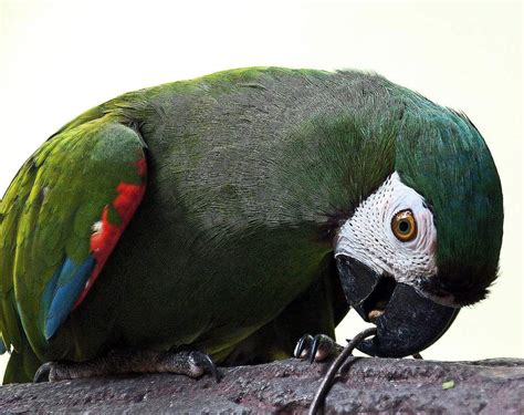 Types of Macaws to Consider as a Pet