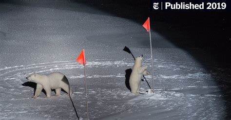 Stuck In Arctic Ice Dodging Polar Bears All For Science The New