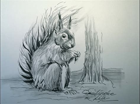 Met behulp van dit reflectiescherm kun je jouw mooiste. Squirrel study in ink and pencil by Lineke-Lijn on DeviantArt