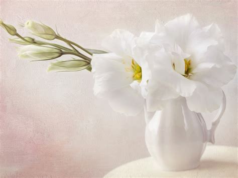 White Flowers Wallpaper 1024x768 4797 Wallpaper