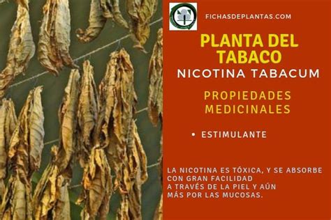 Planta del Tabaco Nicotina tabacum Descripción y Propiedades