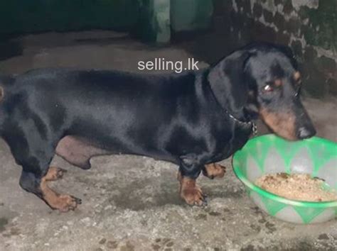 We are all aware the puppy industry has a dark side, and if your dogs go to strangers, the uncertainty of their lives might keep you up at night. Sell dog Panadura - selling.lk in Sri Lanka