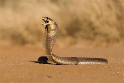 Snouted Cobra Stock Photo Download Image Now Istock