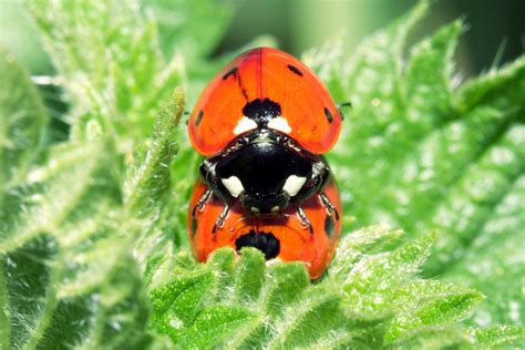 Coccinelles Photo Et Image Macro Nature Macro Insectes Coccinelles