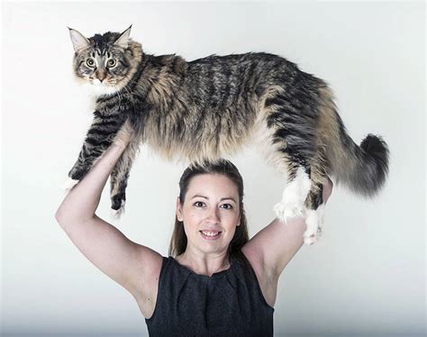 In fact, they're the epitome of the term gentle giants! Ludo the super-size Maine Coon cat is set to become the ...