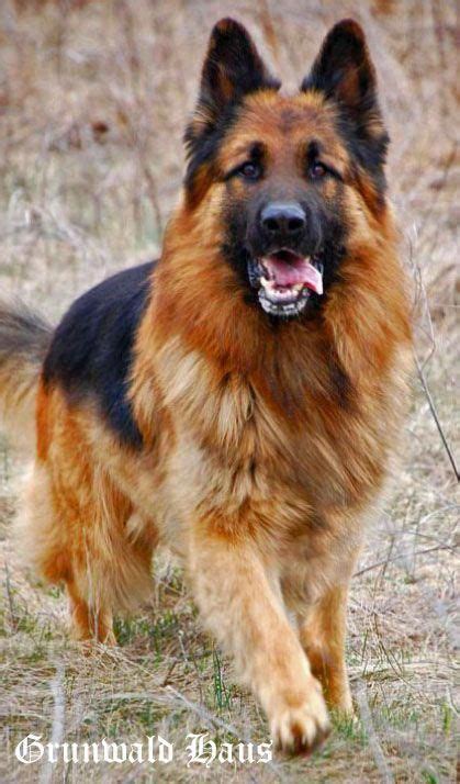 Obtain Terrific Ideas On German Shepherd They Are Actually On Call For