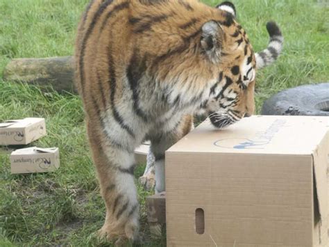 The domestic animal which gives milk. 20 Funny Big Cats Who Love Cardboard Boxes Too