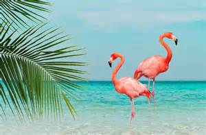 Peste 150000 De Păsări Flamingo Au Colorat în Roz Oraşul Indian Mumbai