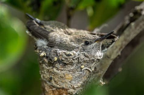 Hummingbirds Nestled In