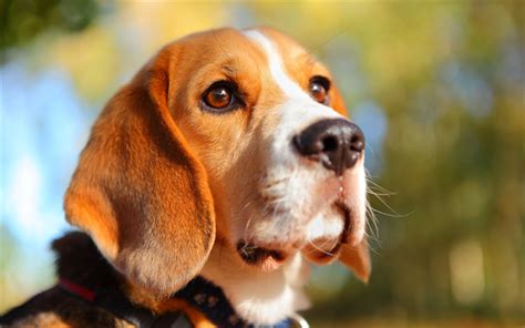 Скачать обои 4k Beagle Close Up Cute Animals Dogs Bokeh Pets