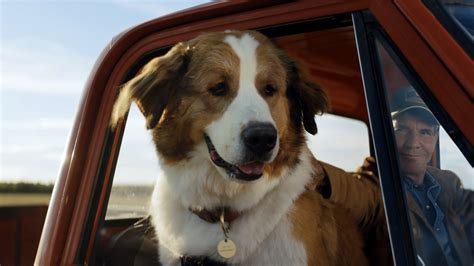 2017's a dog's purpose had the advantage of being based on a popular novel by w. A Dog's Box-Office Journey - The New York Times