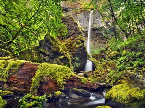 Moss Oregon Waterfalls Columbia Wallpapers Hd Desktop And Mobile