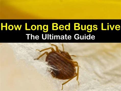 How Long Do Bed Bugs Bites Last Bed Bugs Sprays