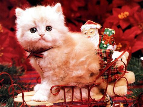 Christmas Kitten Christmas Wallpaper 2736116 Fanpop