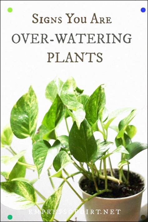 How To Tell If You Are Overwatering Your Plants Become Familiar With