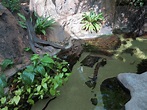 Lemur Forest - Pond Exhibit - ZooChat