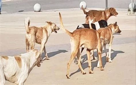 كلاب ضالة تعقر معلمة في العاصمة عمان