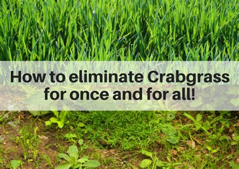 I've looked and looked, but this seems to be one of those times that bleach is simply necessary. How to eliminate crabgrass on your lawn once and for all ...