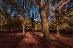 Fall in Love with Richmond Park in London | The World Is Kullin