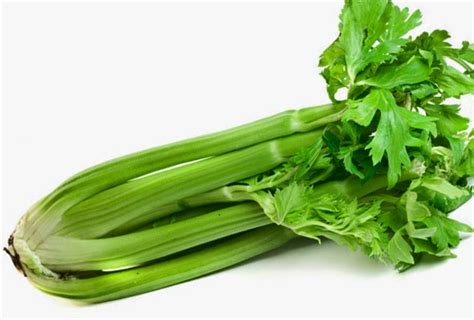Benefits And Nutrition Of Celery Apium Graveolens For Health Tips