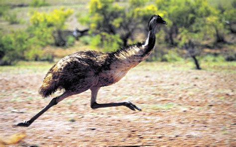 Emu Australian Emu Australian Flightless Birds Emu Australia