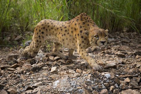 Prowling Cheetah