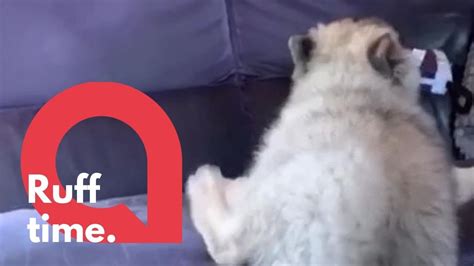 Adorable Puppy Fails To Climb Onto A Sofa Swns Youtube