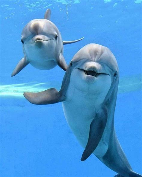 Smiling Dolphins National Geographic