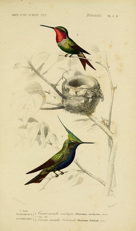 n198 w1150 bird prints natural history antique prints