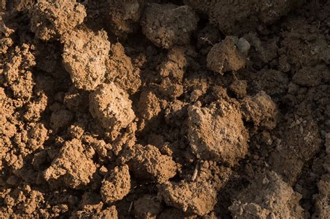 Friable Loam The Ideal Lawn Soil And How To Get It Lawnstarter