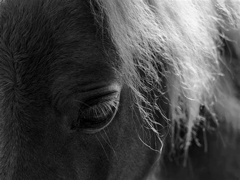 Black And White Close Up Horse Photograph By Gothicrow Images Fine