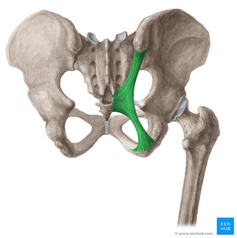 Lacunar Ligament Ligaments Of The Lower Limb Pelvis Knee Ankle The Best Porn Website