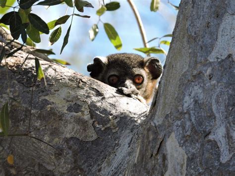 Sportive Lemur Spiny Forest And Reef Conservation Marine Conservation