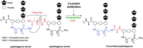The Enzymes Of β Lactam Biosynthesis Natural Product Reports Rsc